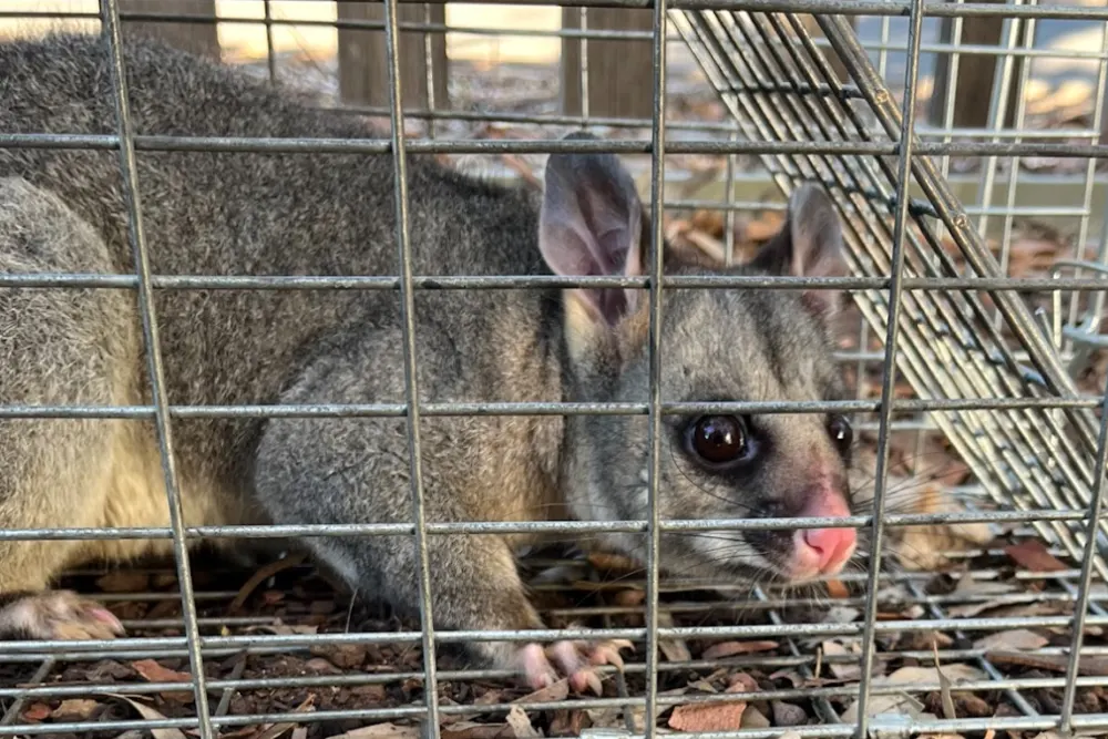 Dead Possum Removal