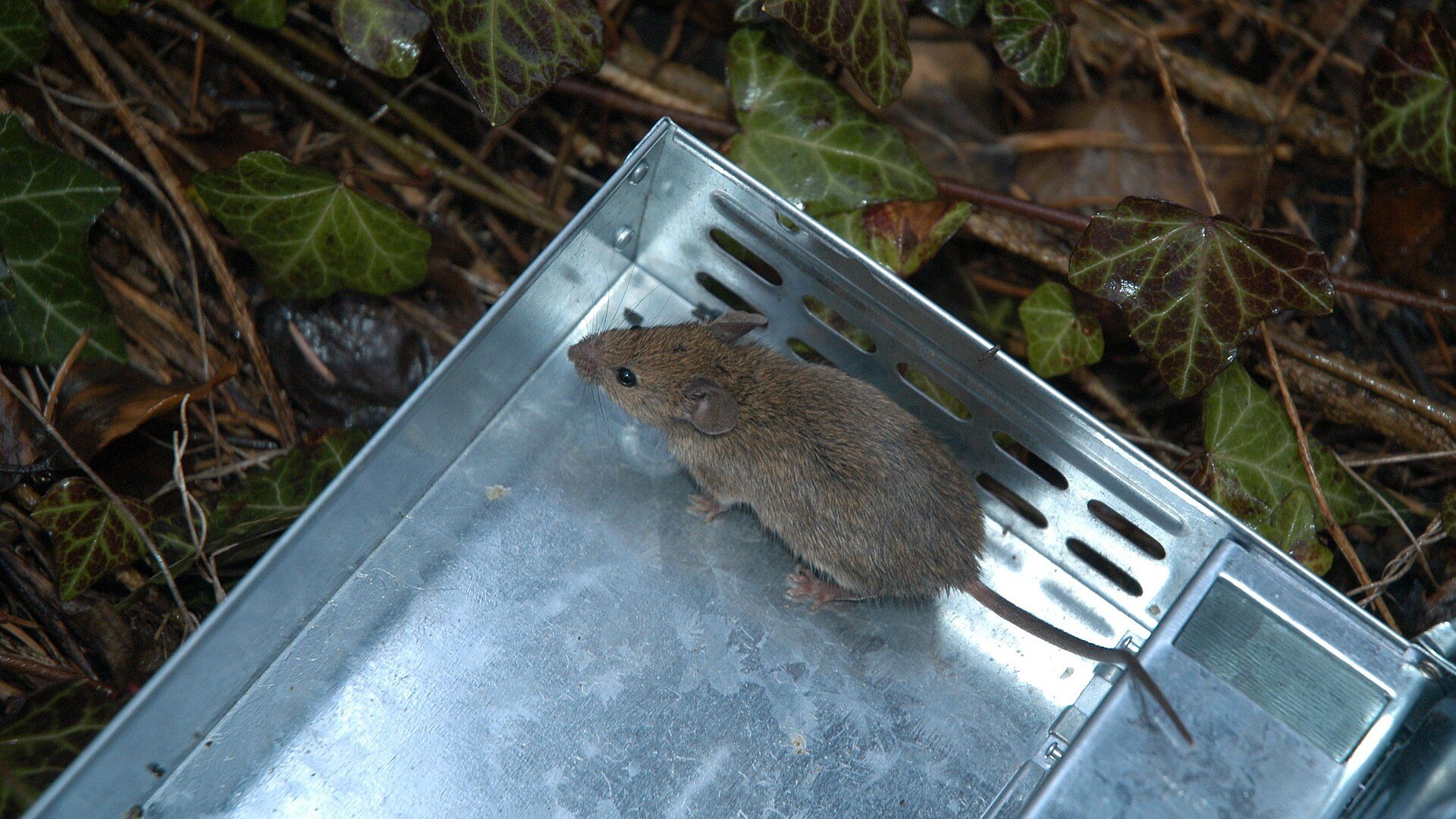 Mouse Extermination