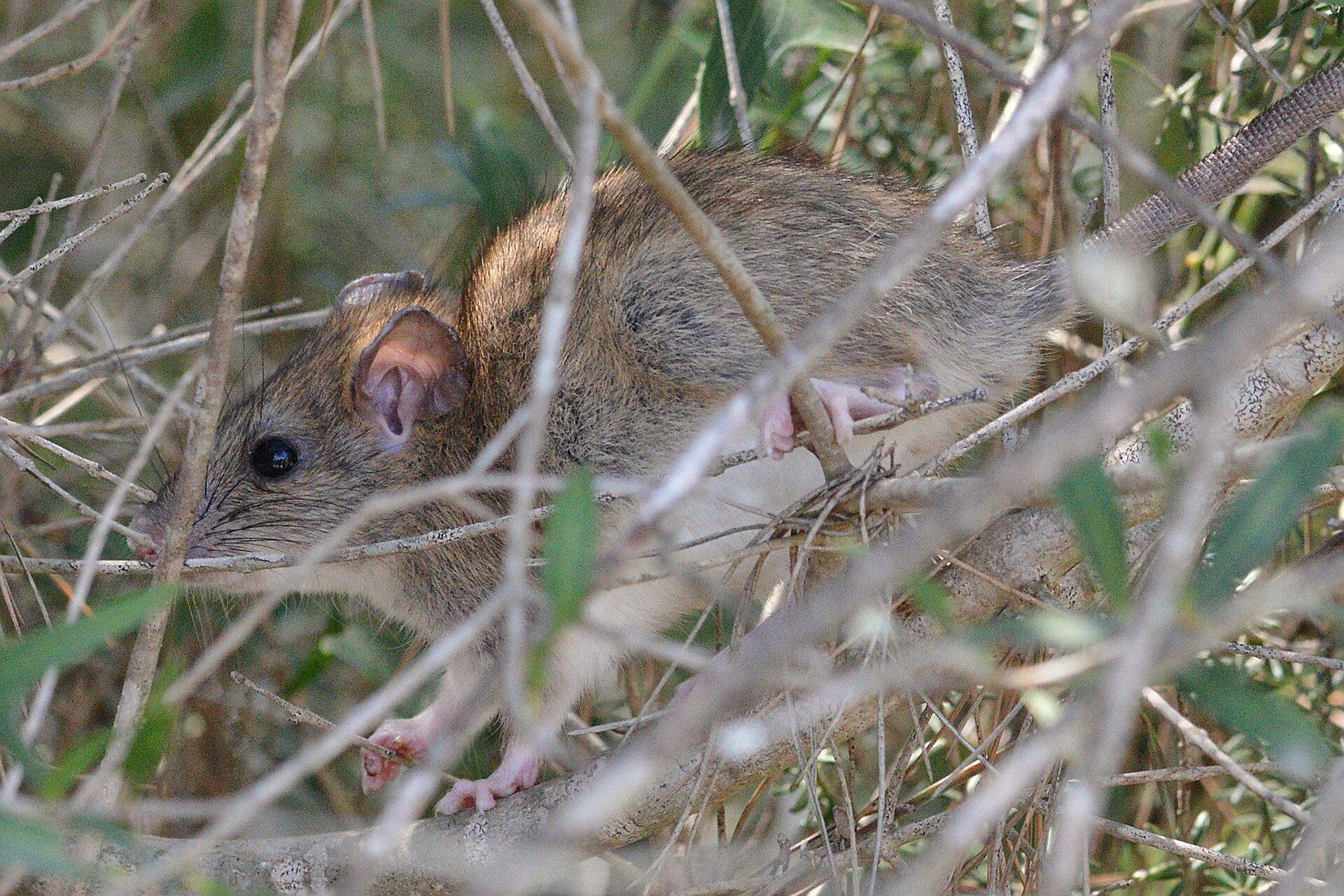 Rodent Control