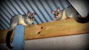 Possum Proofing
