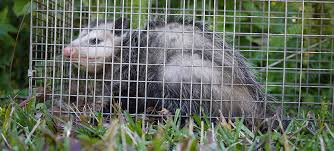 Possum Proofing