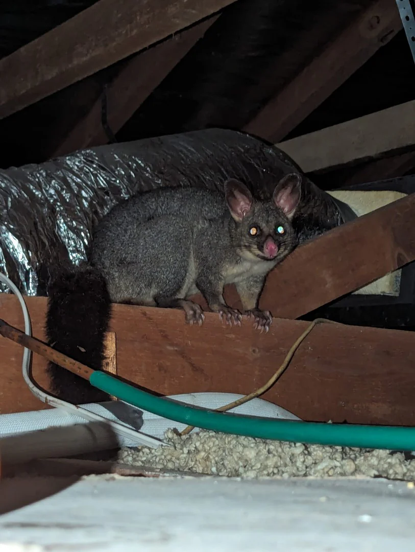 Possum in Roof