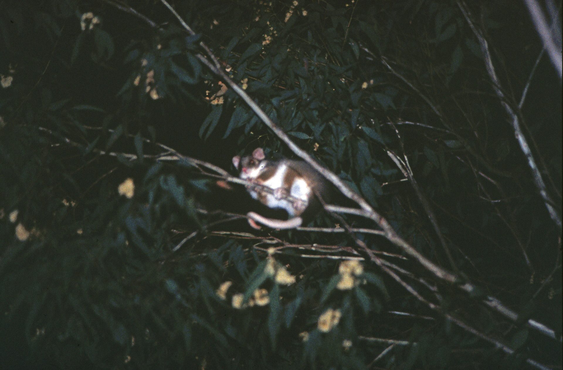 Possum work in Melbourne